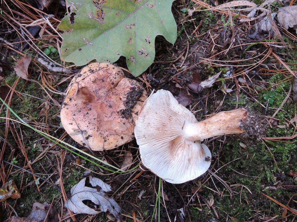 Tricholoma ferrugineum image