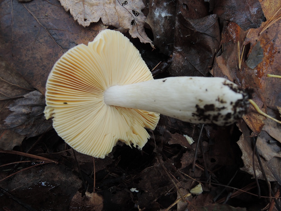 Russula acetolens image
