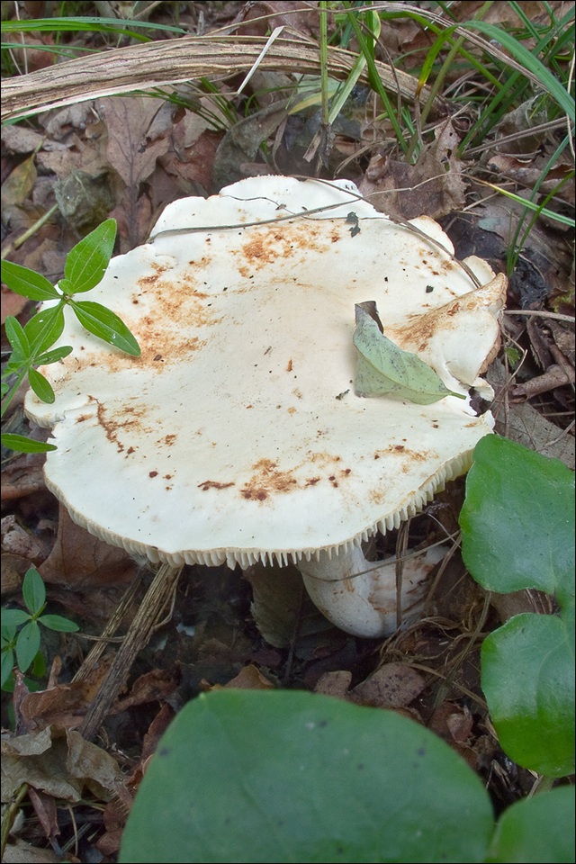 Tricholoma lascivum image