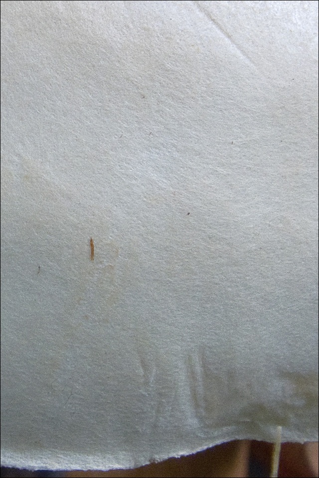 Tricholoma lascivum image