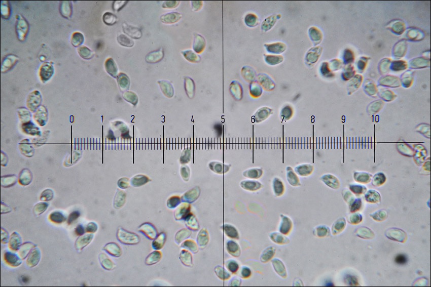 Tricholoma lascivum image