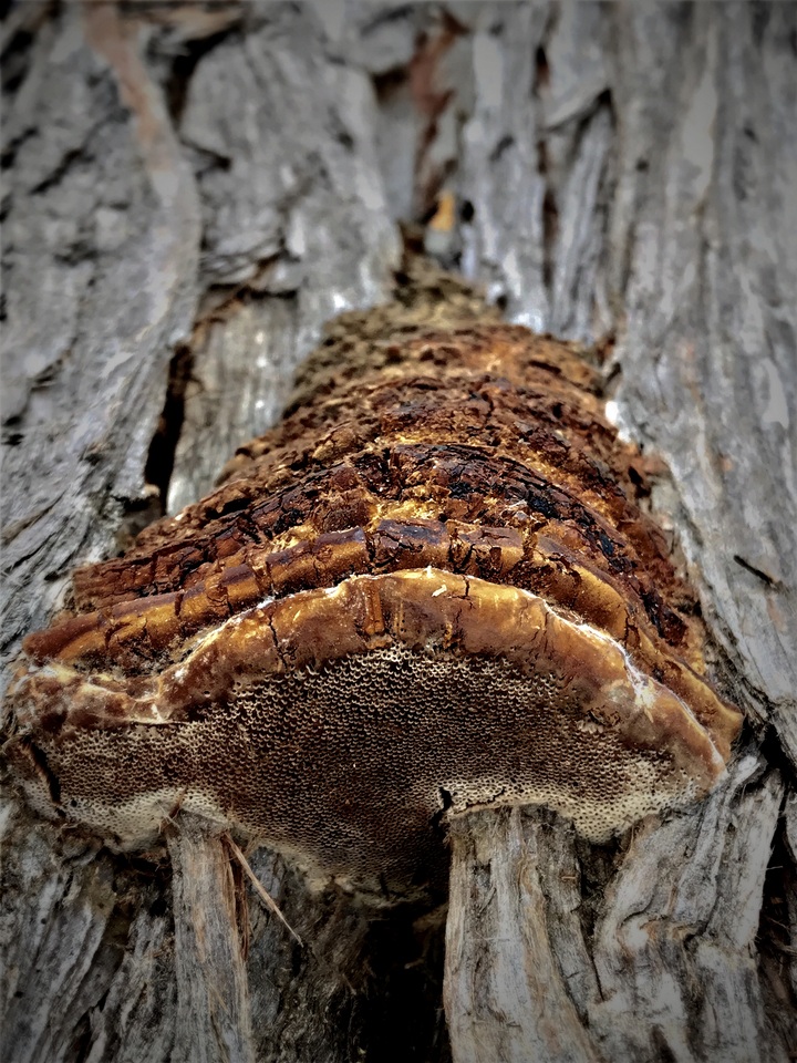 Pyrofomes juniperinus subsp. earlei image