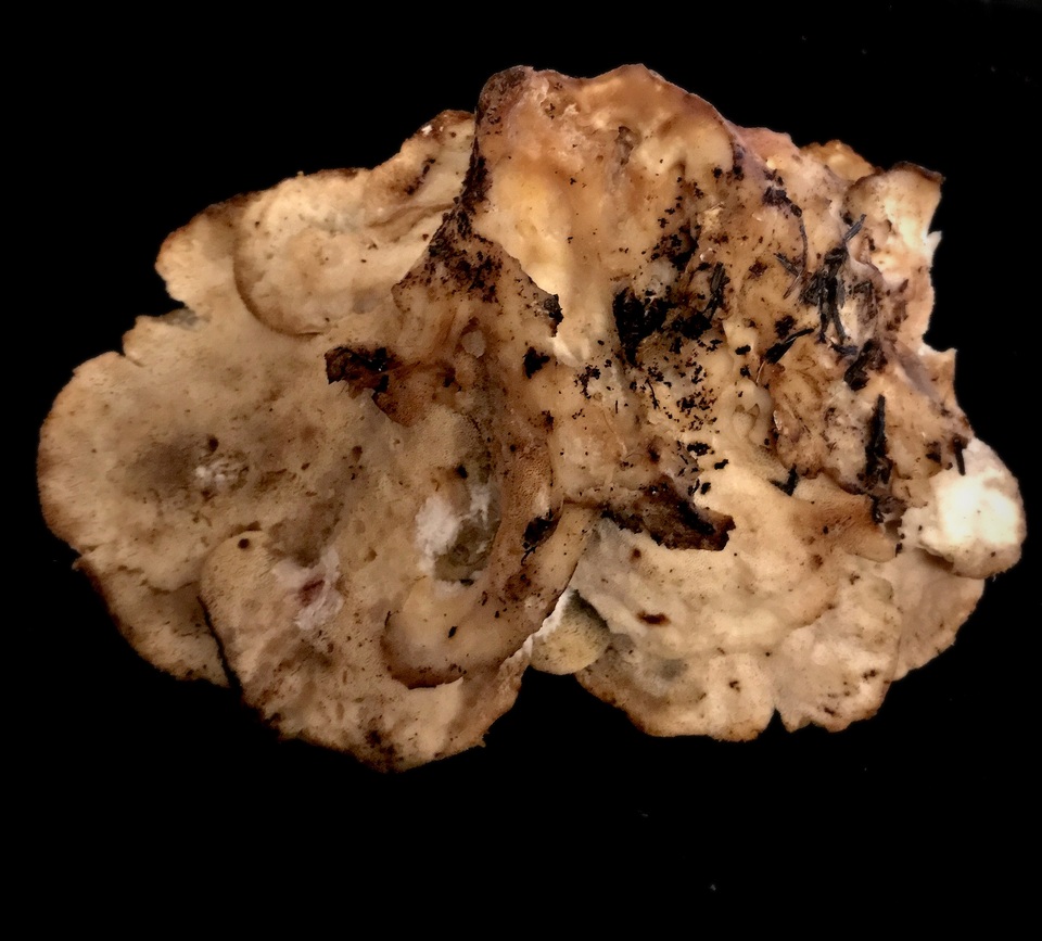 Osteina obducta image