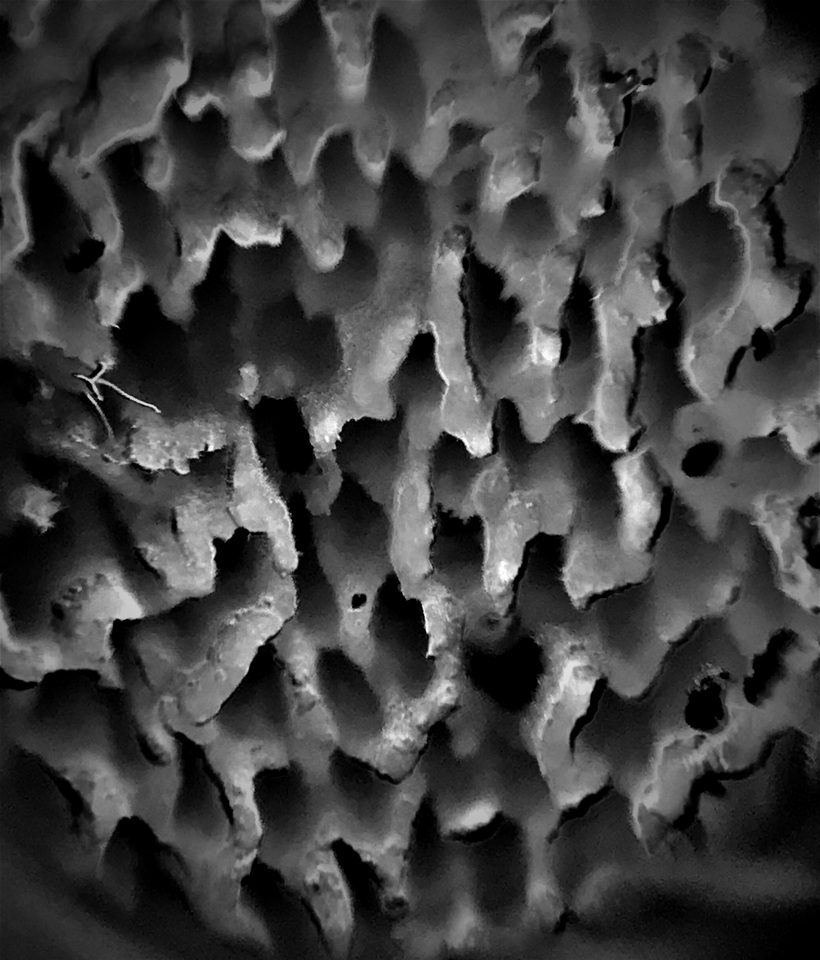 Osteina obducta image