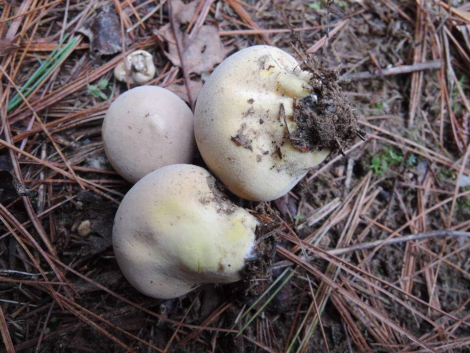 Lycoperdon flavotinctum image