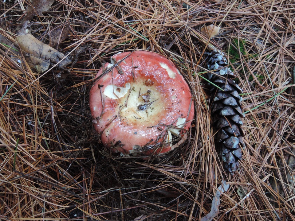 Russula seperina image