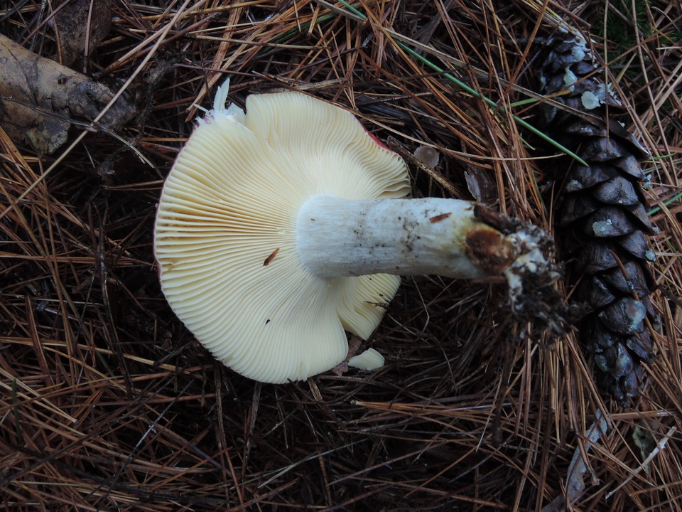 Russula seperina image