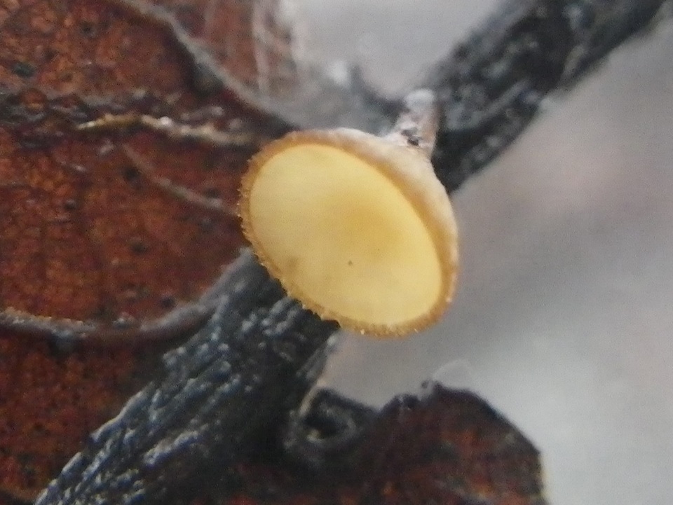 Rutstroemia sydowiana image