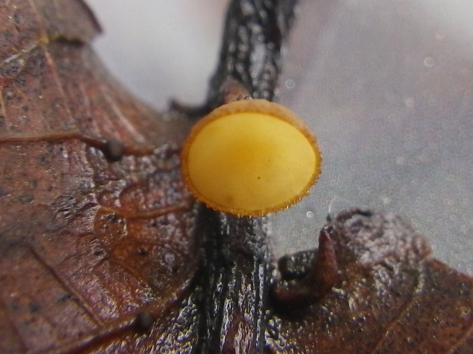 Rutstroemia sydowiana image