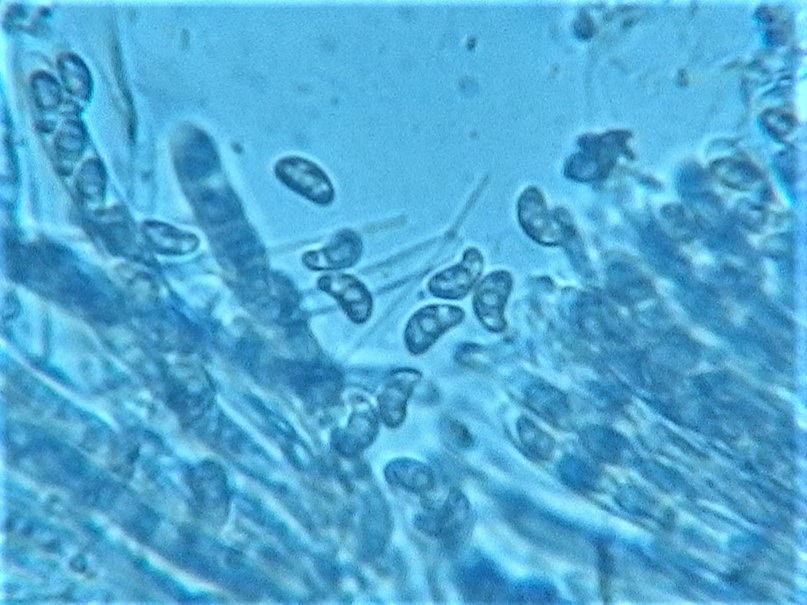 Rutstroemia sydowiana image