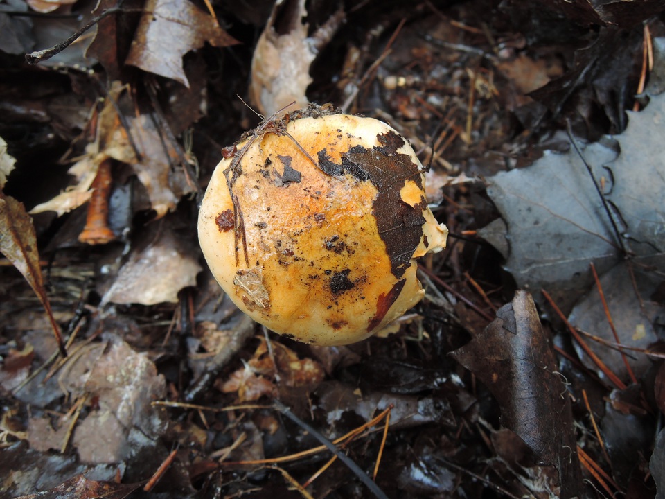 Tricholoma ferrugineum image