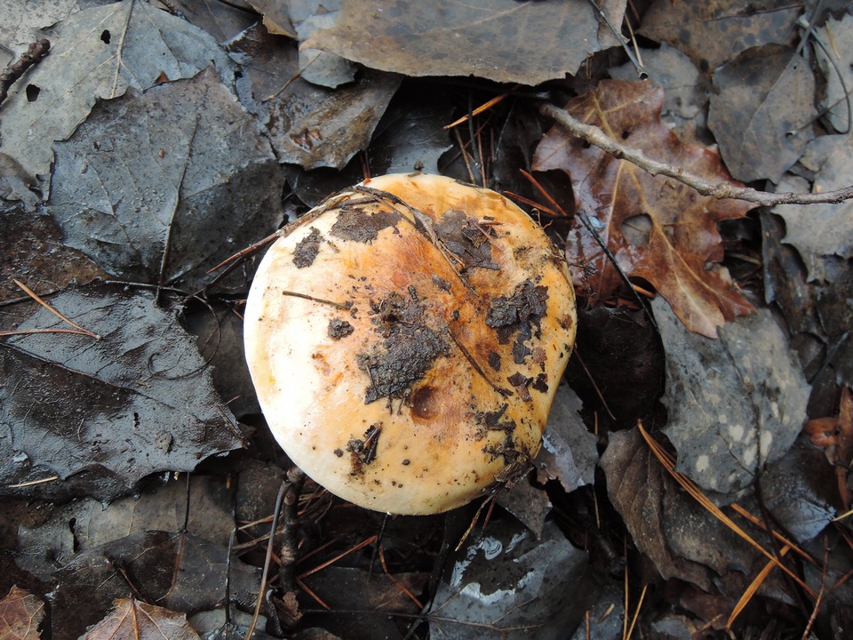 Tricholoma ferrugineum image