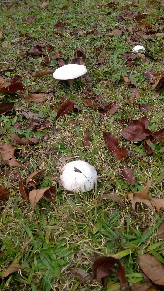 Agaricus argenteus image
