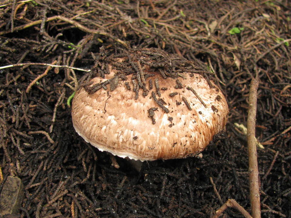 Agaricus fuscofibrillosus image