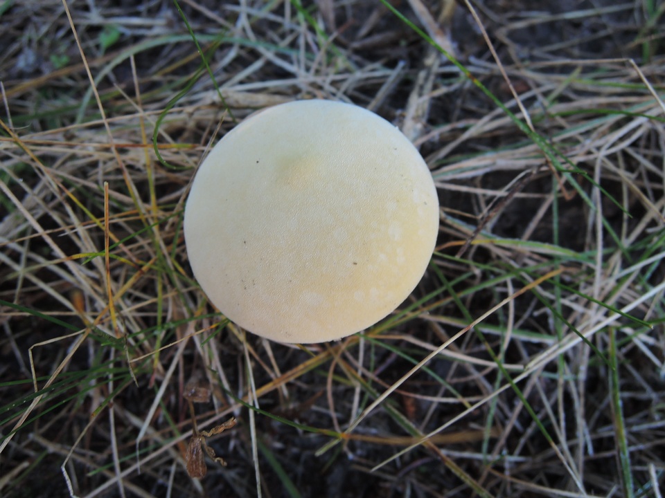 Lycoperdon flavotinctum image