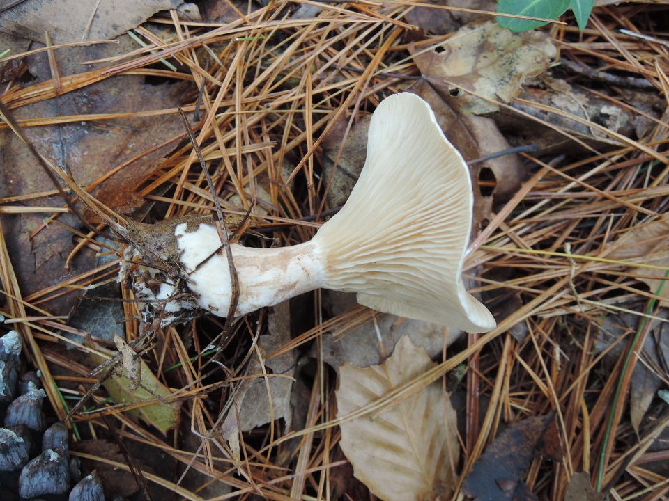 Clitocybe subclavipes image