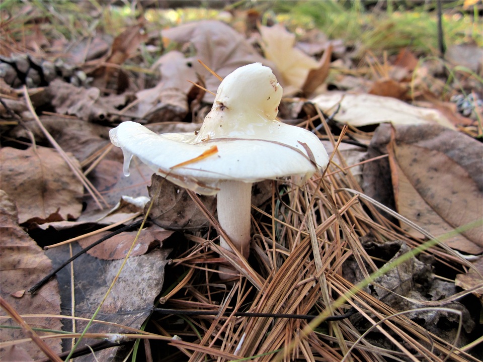 Limacella illinita var. rubescens image
