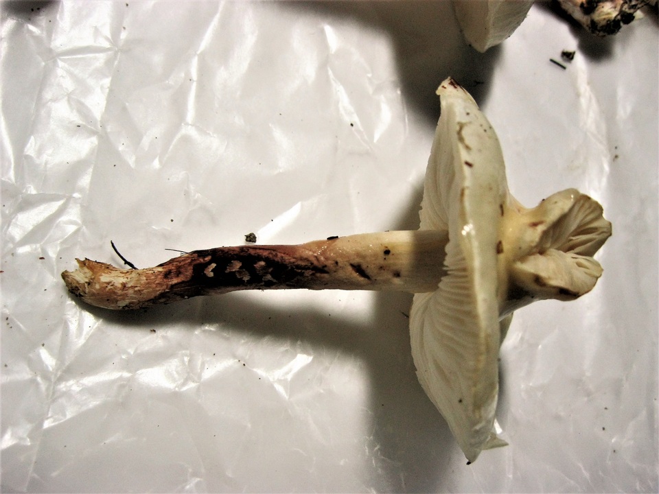 Limacella illinita var. rubescens image