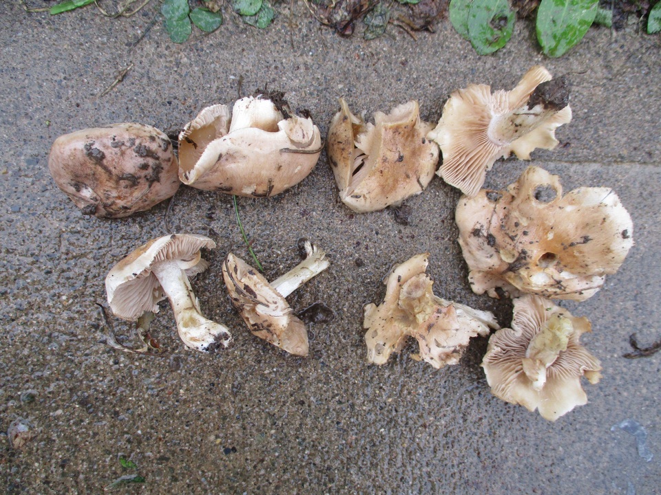 Hebeloma arenosum image