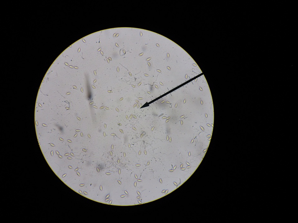 Hebeloma arenosum image