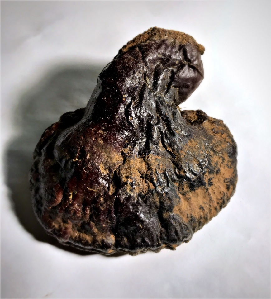 Ganoderma valesiacum image