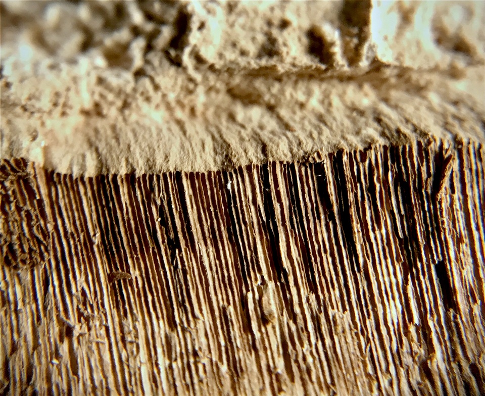 Ganoderma valesiacum image
