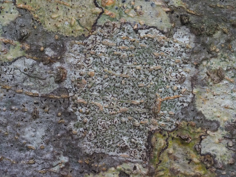 Arthonia anglica image