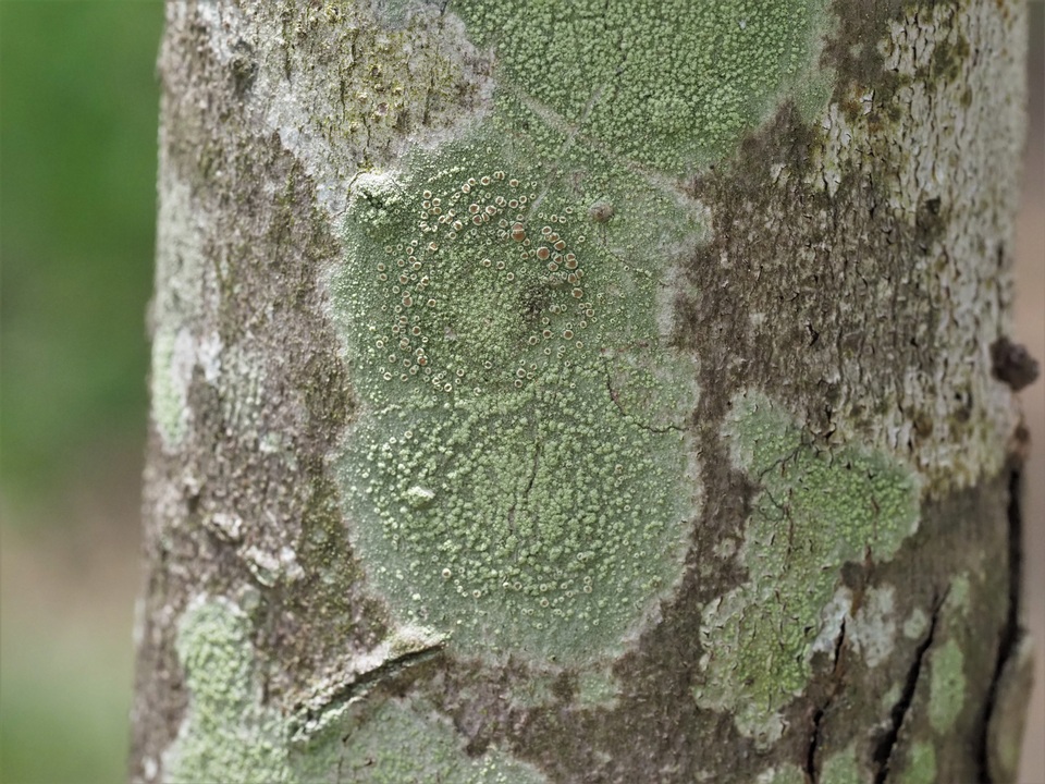 Vainionora americana image