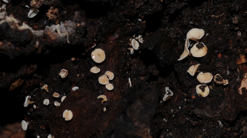 Lachnum lachnoderma image