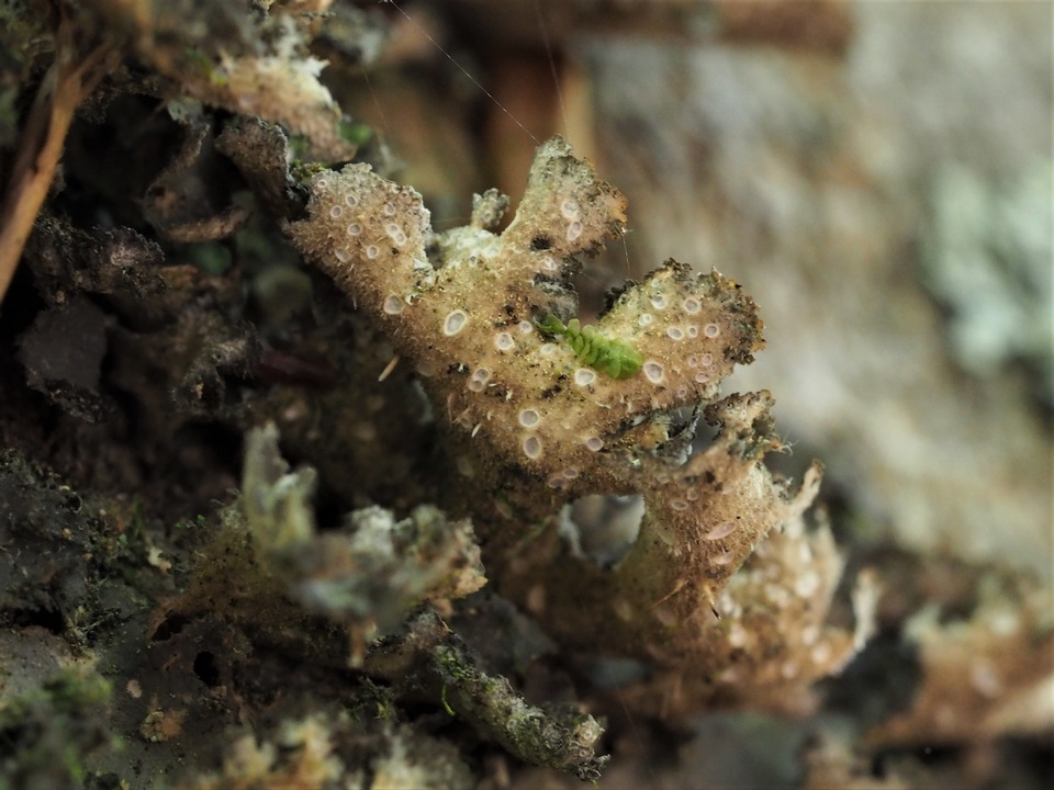 Sticta carolinensis image