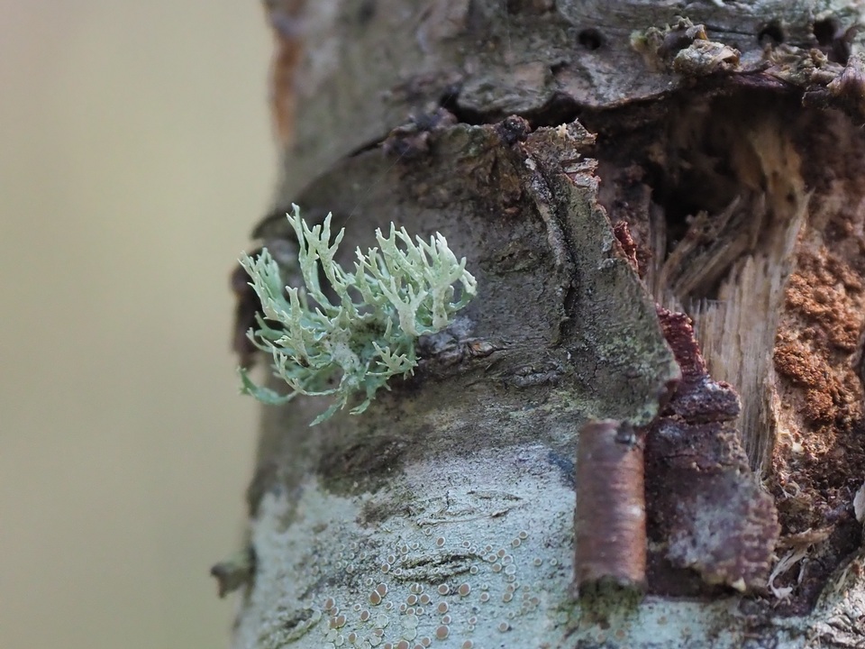 Ramalina culbersoniorum image