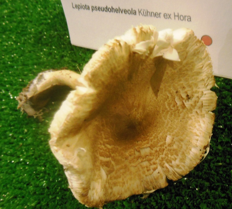 Lepiota pseudohelveola image