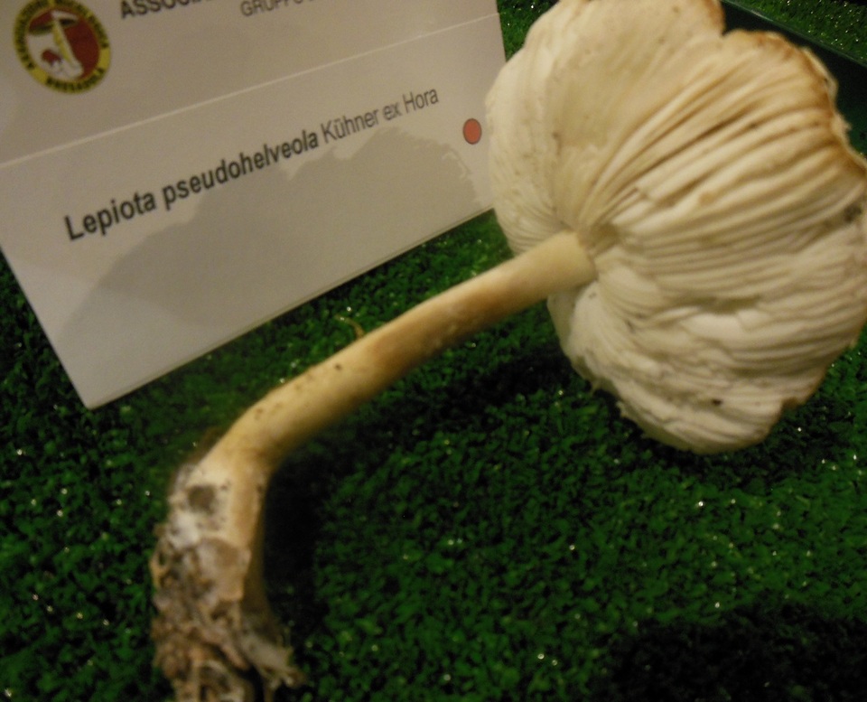 Lepiota pseudohelveola image