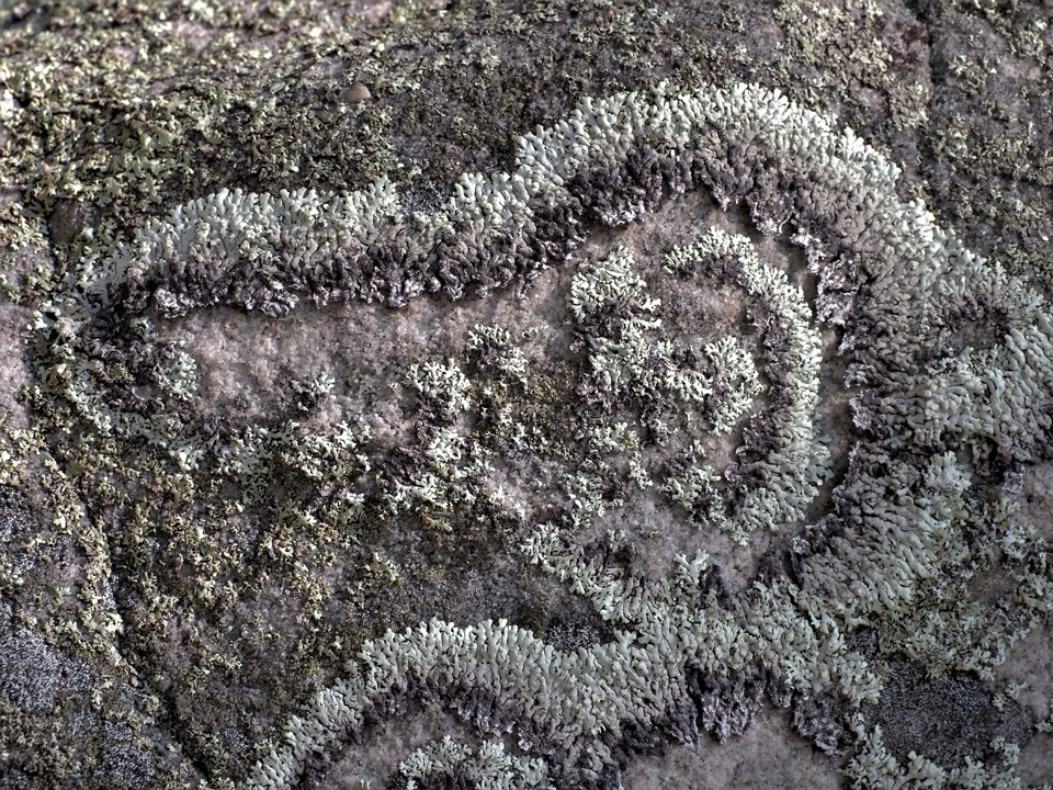 Canoparmelia alabamensis image