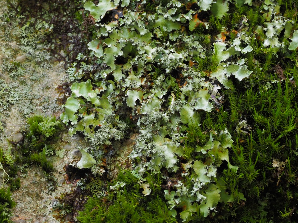 Parmotrema mellissii image