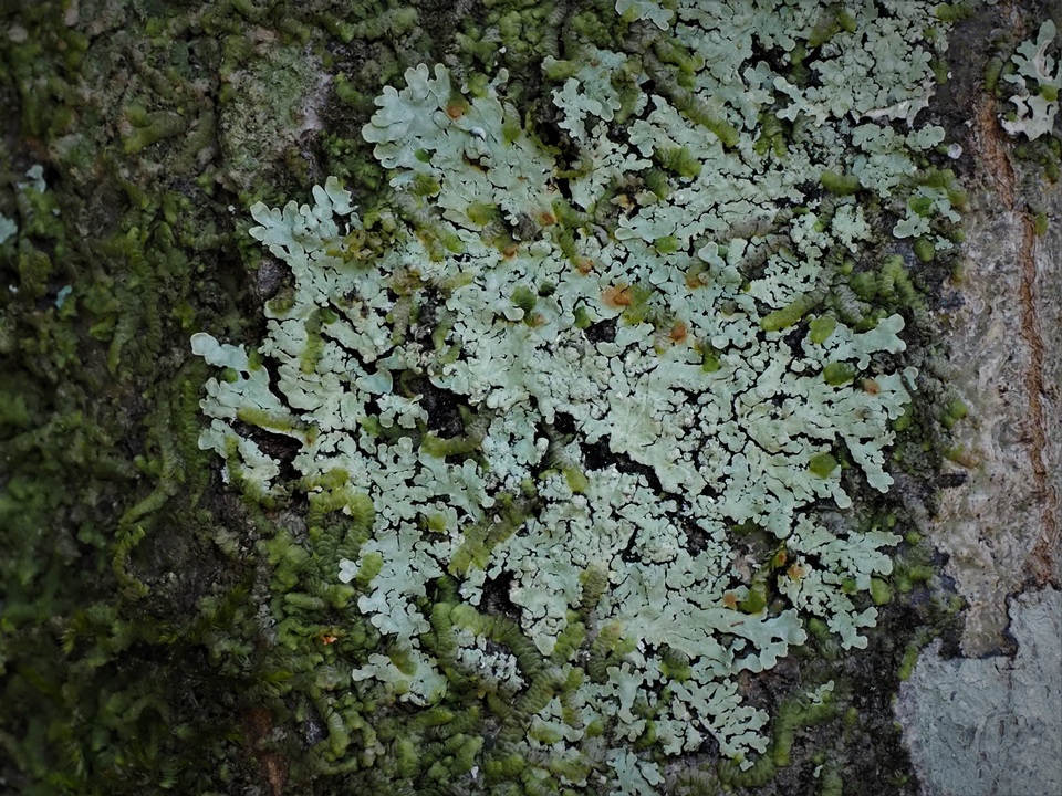 Pyxine albovirens image