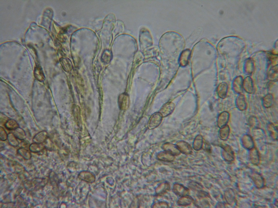 Inocybe quietiodor image