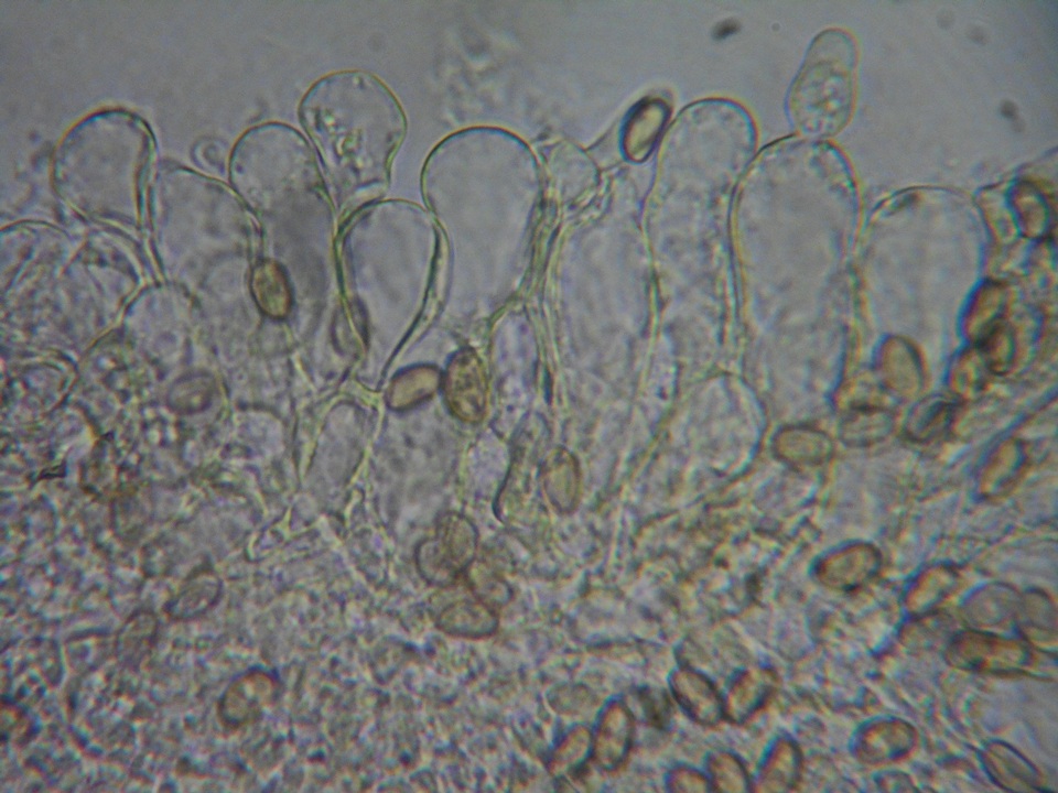 Inocybe quietiodor image