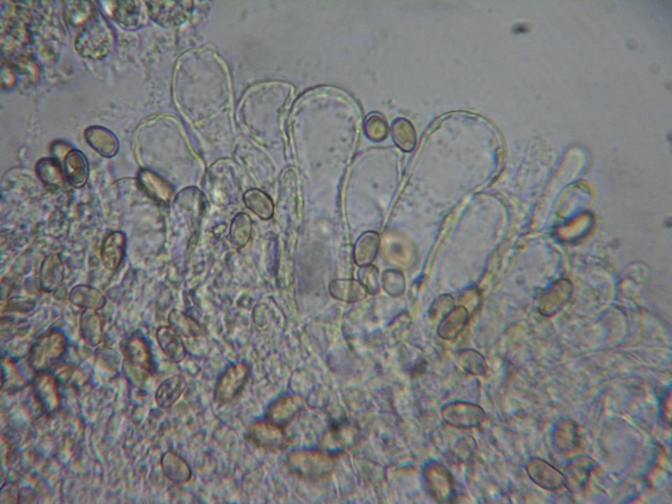 Inocybe quietiodor image