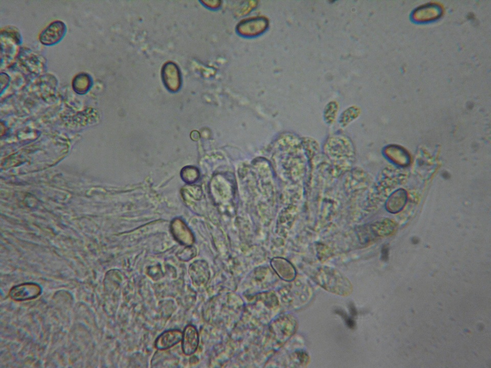 Inocybe quietiodor image