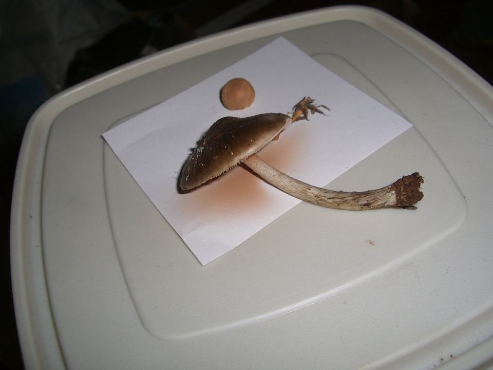 Pluteus pouzarianus image