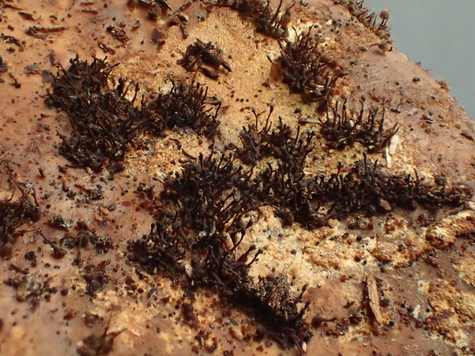 Melanospora lagenaria image