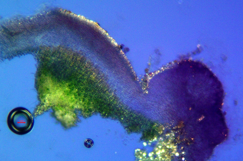 Psora californica image