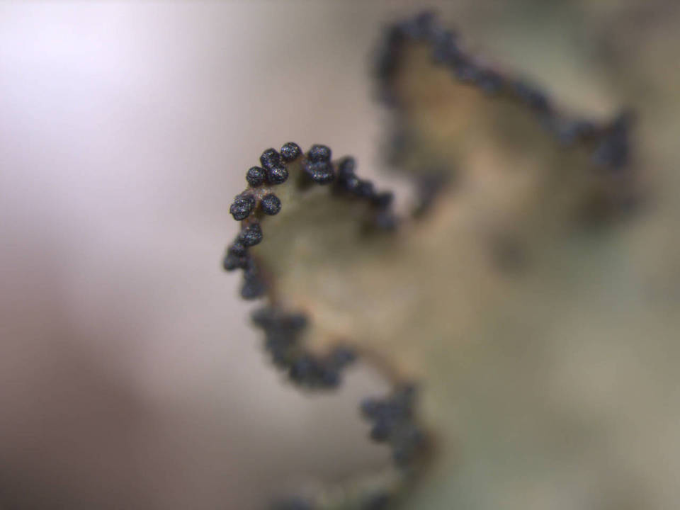 Tuckermanopsis ciliaris image