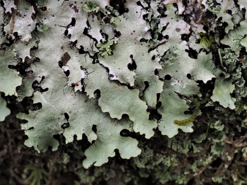 Parmotrema subisidiosum image