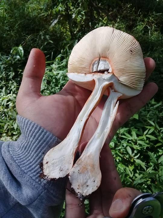 Amanita rufoferruginea image