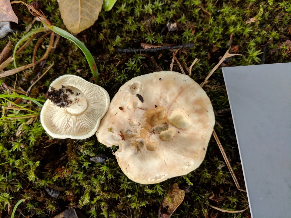 Tricholoma japonicum image