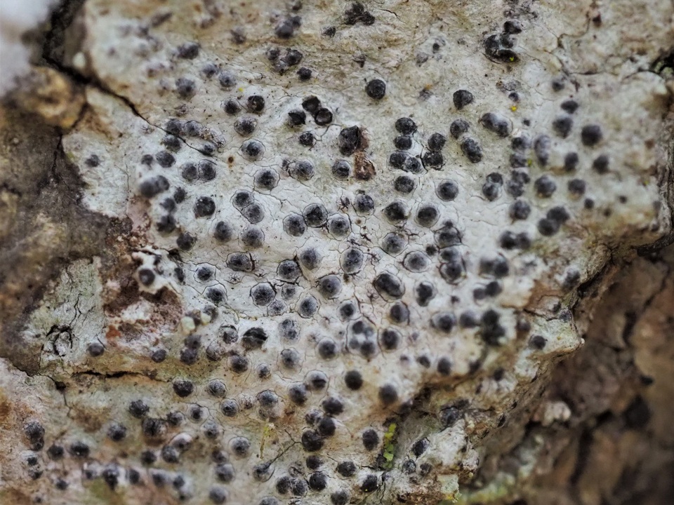Pyrenula microcarpa image