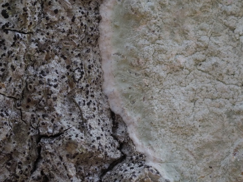 Pyrenula microcarpa image