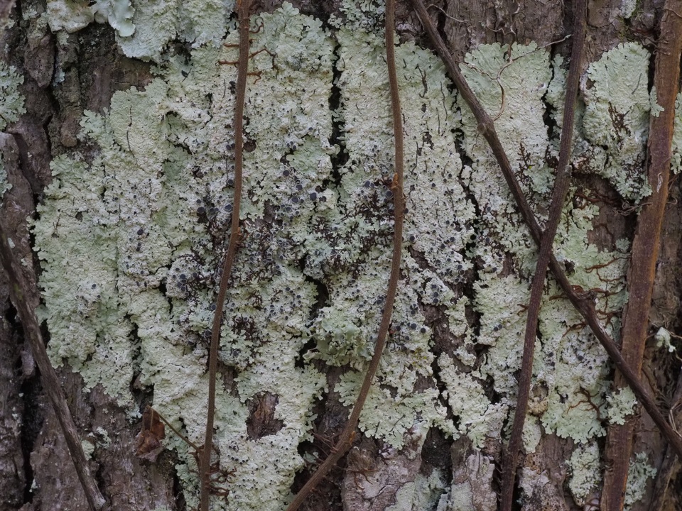 Dirinaria confluens image